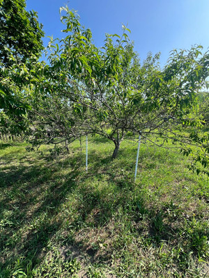 Продам участок 10,7 соток, Садоводство, Березовая ул, Голубовка с, 0 км от города