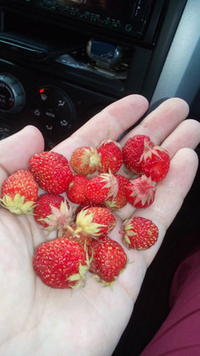 Продам дом, СНТ Вальцово тер, 8, Вальцово д, 0 км от города