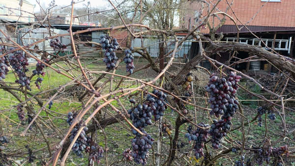 Продам участок 5,86 соток, ИЖС, Выборгская ул, 25, Апшеронск г, 0 км от города