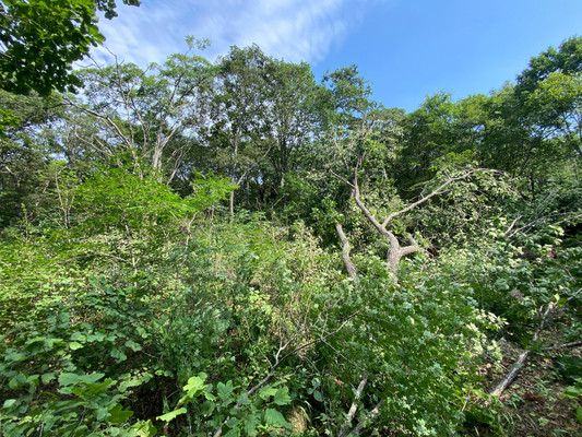 Продам участок 15 соток, ИЖС, Нагорная ул, 16, Владимиро-Александровское с, 0 км от города