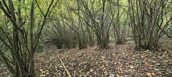 Продам дом, Лесная ул, 10, Гунайка Четвертая с, 0 км от города