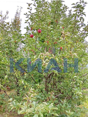 Продам дачу, Жарки тер. СНТ, 76, Дивногорск г, 0 км от города