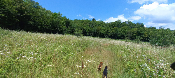 Продам участок 75 соток, Фермерское хоз., 16, Георгиевское с, 0 км от города