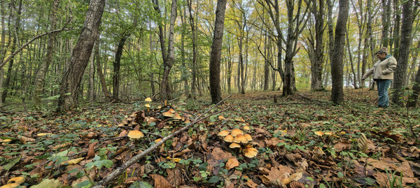 Продам дом, Лесная ул, 6, Гунайка Четвертая с, 0 км от города