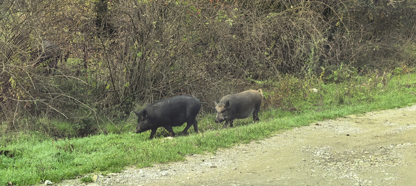 Продам дом, Лесная ул, 6, Гунайка Четвертая с, 0 км от города