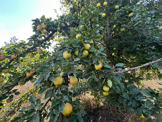 Продам дом, Д.Бедного ул, 52, Кавказская ст-ца, 0 км от города