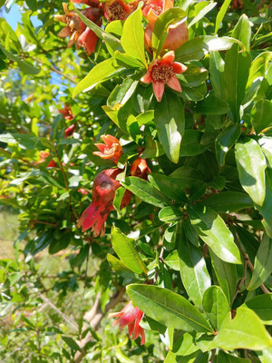 Продам однокомнатную (1-комн.) квартиру, Ленина (Молдовка мкр) ул, 284Г/4, Сочи г