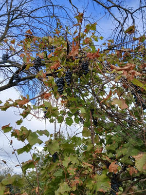 Продам дом, Коммунистическая ул, 20, Тихорецк г, 0 км от города