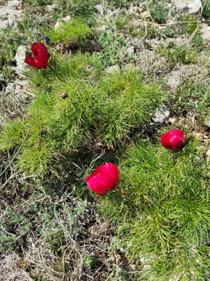 Продам участок 10 соток, Фермерское хоз., Ниет ул, Трудовое с, 0 км от города