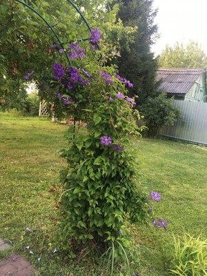 Продам дом, Вега тер. СНТ, 461, Раменское г, 0 км от города