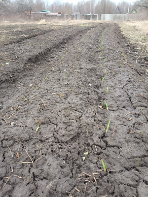 Продам участок 6 соток, Фермерское хоз., садоводческое товарищество Ветеран тер, 0 км от города