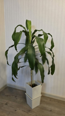 Продам трехкомнатную (3-комн.) квартиру, Базовый пер, 54, Екатеринбург г