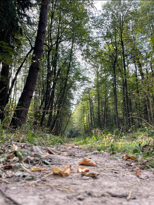 Продам участок 6 соток, ИЖС, Прохорово д, 0 км от города