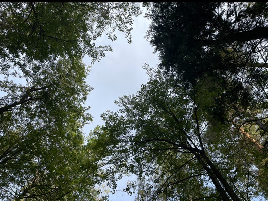 Продам участок 6 соток, ИЖС, Прохорово д, 0 км от города