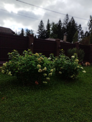 Продам дом, Лесная ул, 123, Новая д, 0 км от города