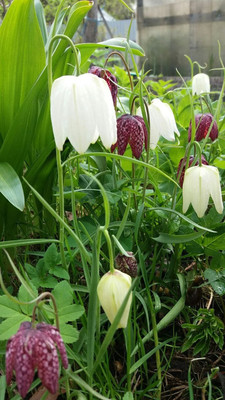 Продам дом, 1-я (Оптимист тер. СНТ) линия, 38, Дунай массив, 0 км от города