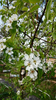 Продам дом, 1-я (Оптимист тер. СНТ) линия, 38, Дунай массив, 0 км от города