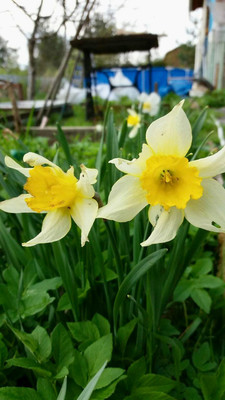 Продам дом, 1-я (Оптимист тер. СНТ) линия, 38, Дунай массив, 0 км от города