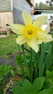 Продам дом, 1-я (Оптимист тер. СНТ) линия, 38, Дунай массив, 0 км от города