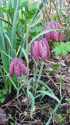 Продам дом, 1-я (Оптимист тер. СНТ) линия, 38, Дунай массив, 0 км от города