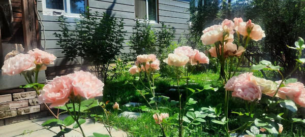 Продам дом, 67, Новошихово д, 0 км от города