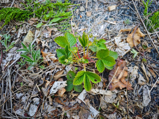 Продам участок 20 соток, ИЖС, Горная ул, 20, Фокино г, 0 км от города