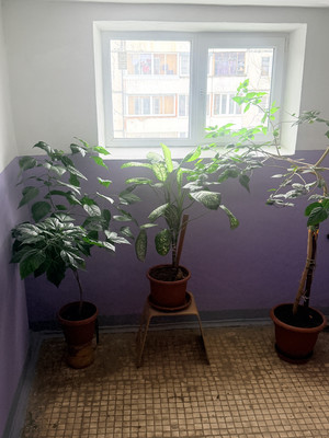 Продам двухкомнатную (2-комн.) квартиру, Речная ул, 8, Атепцево с