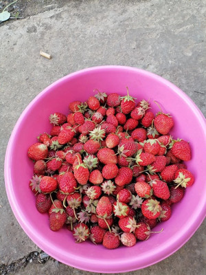 Продам дачу, ПО ТО Рассвет тер, 18а, Волгодонск г, 0 км от города