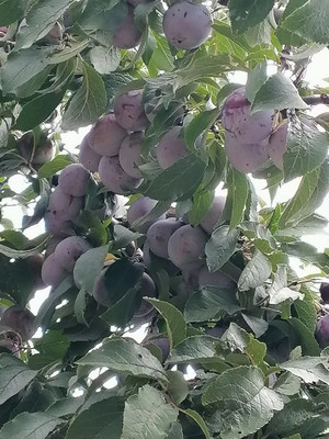 Продам дачу, ПО ТО Рассвет тер, 18а, Волгодонск г, 0 км от города