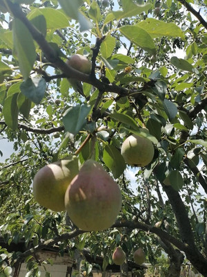 Продам дачу, ПО ТО Рассвет тер, 18а, Волгодонск г, 0 км от города