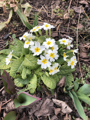 Продам дачу, 6-й пер, 49, Майкоп г, 0 км от города