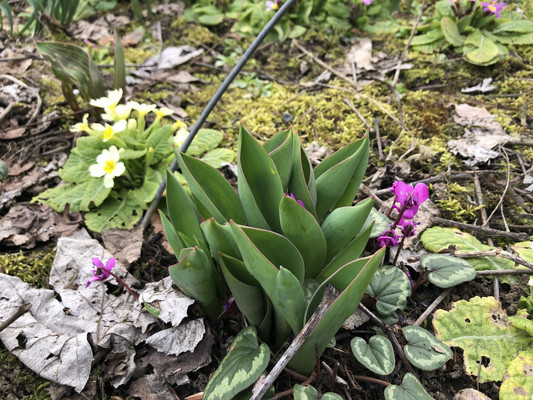 Продам дачу, 6-й пер, 49, Майкоп г, 0 км от города