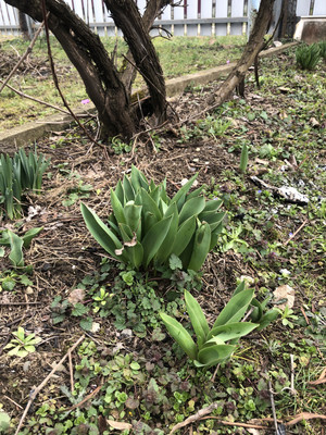 Продам дачу, 6-й пер, 49, Майкоп г, 0 км от города