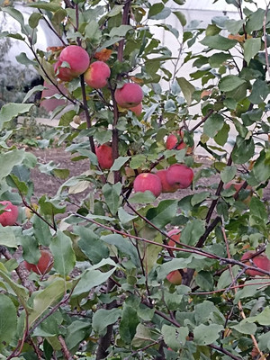 Продам дачу, 2425 км, 69, Ишим г, 0 км от города