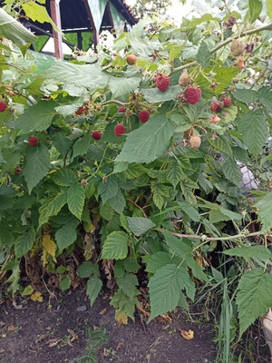 Продам дачу, 2425 км, 69, Ишим г, 0 км от города