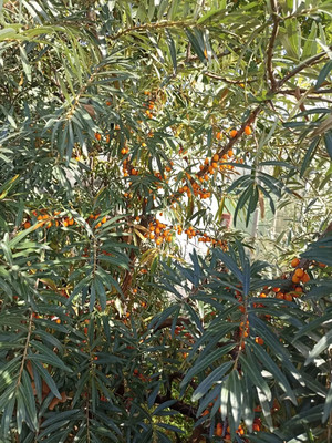 Продам дачу, 2425 км, 69, Ишим г, 0 км от города