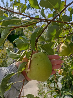 Продам дачу, 2425 км, 69, Ишим г, 0 км от города