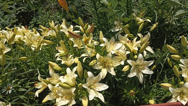 Продам дачу, 2425 км, 69, Ишим г, 0 км от города