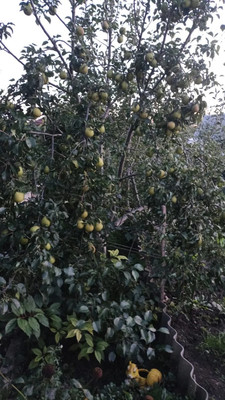 Продам дачу, 2425 км, 69, Ишим г, 0 км от города