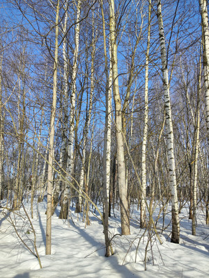 Продам участок 20,1 соток, Садоводство, ДНТ Обухово тер, Раменское г, 0 км от города