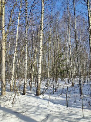 Продам участок 20,1 соток, Садоводство, ДНТ Обухово тер, Раменское г, 0 км от города