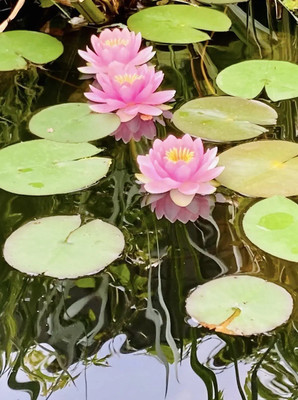 Продам дом, 1221, Сивково д, 0 км от города