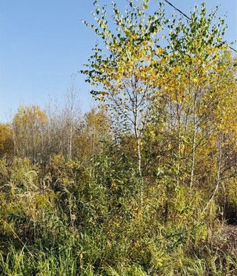 Продам участок 16,08 соток, Садоводство, ДНП Зеленая Опушка тер, Бояркино д, 0 км от города