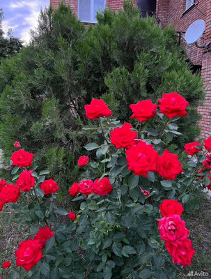 Продам коттедж, Мичуринец тер. СНТ, 1649, Волгодонск г, 0 км от города