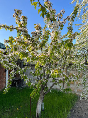 Продам коттедж, Мичуринец тер. СНТ, 1649, Волгодонск г, 0 км от города