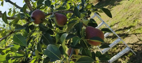 Продам дом, Мира ул, Трудобеликовский х, 0 км от города