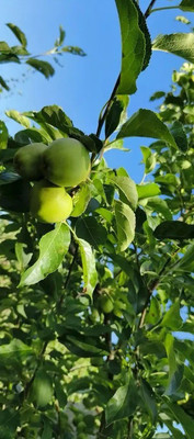 Продам дом, Мира ул, Трудобеликовский х, 0 км от города