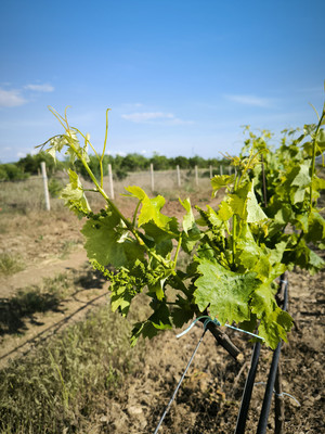 Продам участок 5 888 соток, Фермерское хоз., Песчаное с, 0 км от города