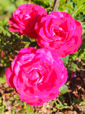 Продам дачу, Дубки снт, Порядино д, 0 км от города