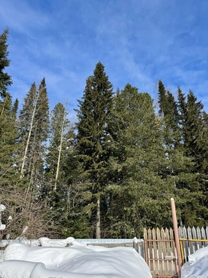 Продам дачу, ДНТ Разведчик 10 км автодороги Х-М-Т снт, 301, Ханты-Мансийск г, 0 км от города